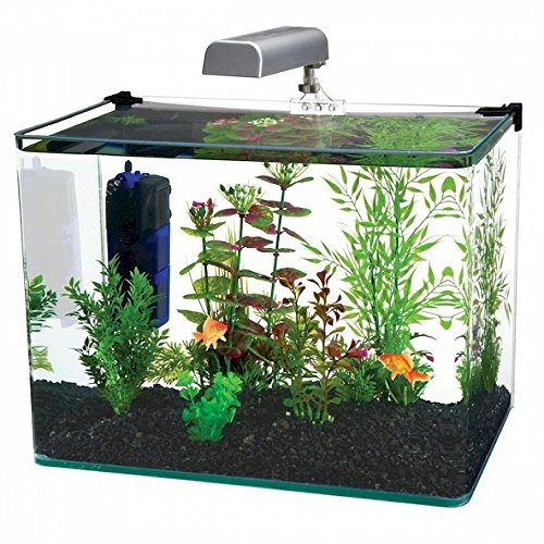 A Guide to Finding the Best 10 Gallon Fish Tank for You