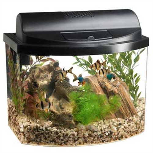 Exploring the Best Bow Front Aquariums for Your Home