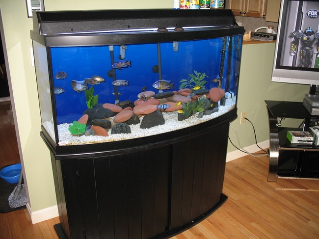 Bow front shop fish tank